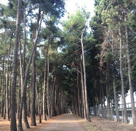 Florya Ataturk Forest